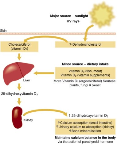 hydroxylation of vitamin D - diagram 