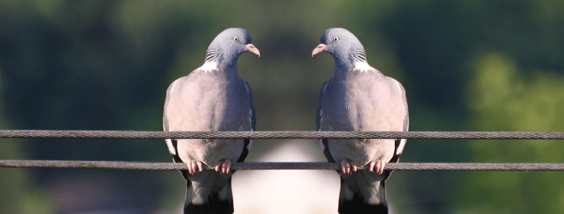 Love without Attachment, Live without Fear